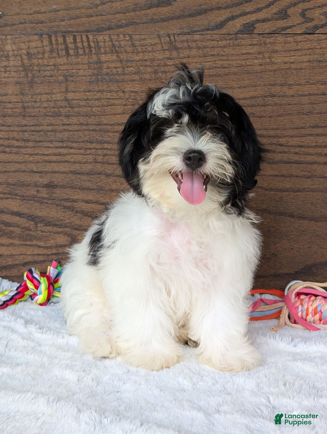 Teddy Bear dogs for sale: Bodie - Image 7