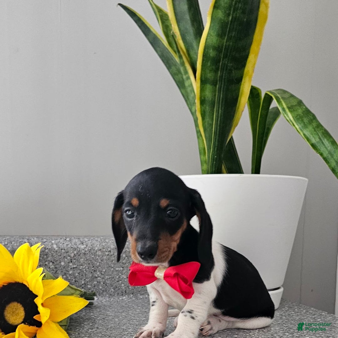 Dachshund dogs for sale: Lil Peanut - Image 13