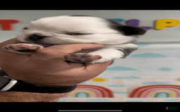 French Bulldog dogs for sale: Fluffy Panda Female - Image 5