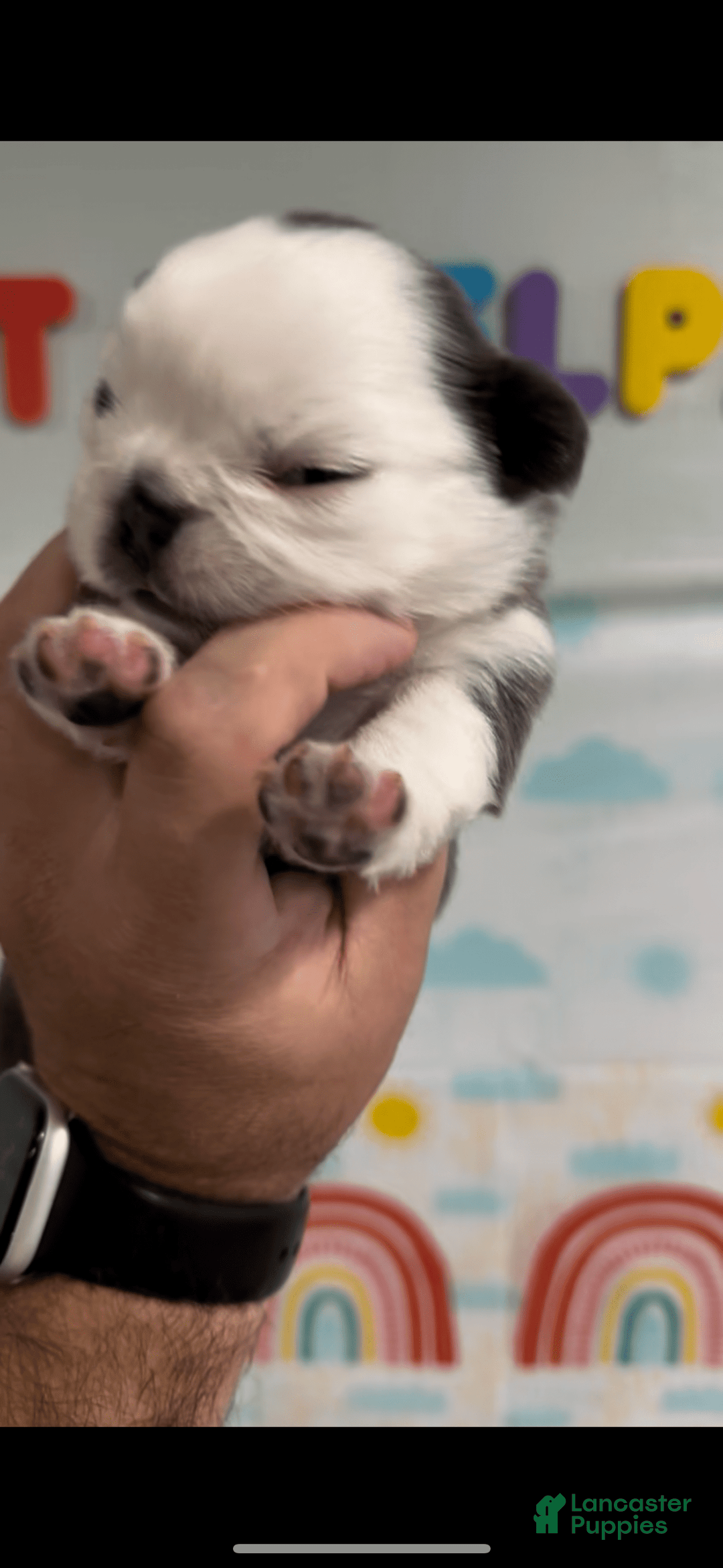 French Bulldog dogs for sale: Fluffy Panda Female - Image 5