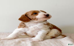 Mini Goldendoodle dogs for sale: Dallas - Image 2