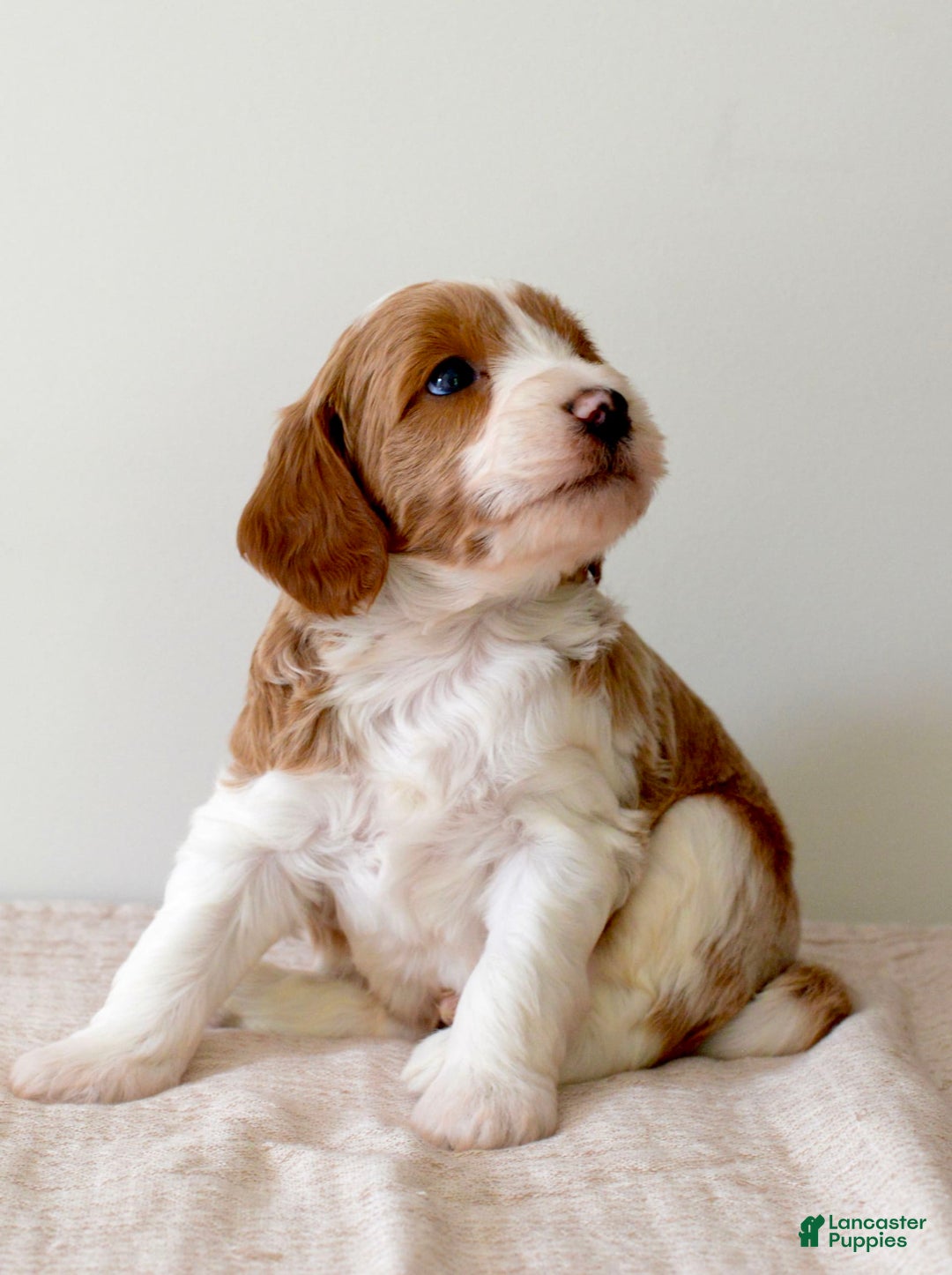 Mini Goldendoodle dogs for sale: Dallas - Image 2