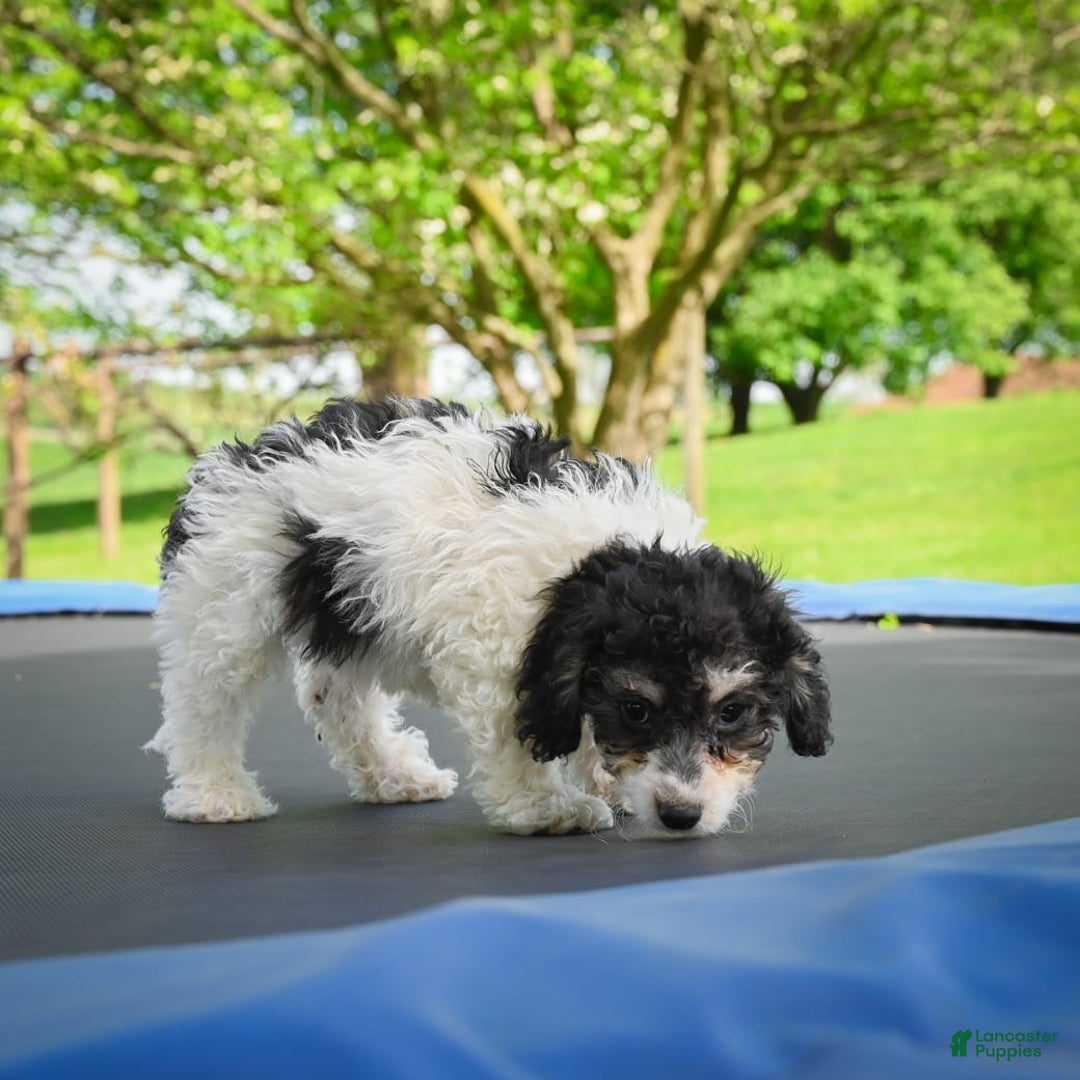 Bichpoo dogs for sale: Biko - Listing for pets: Baba, Biko, Buddy, Bo, Benny, Barry, Betty - Image 8