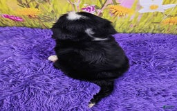 Miniature Bernese Mountain Dog dogs for sale: Arya - Image 1