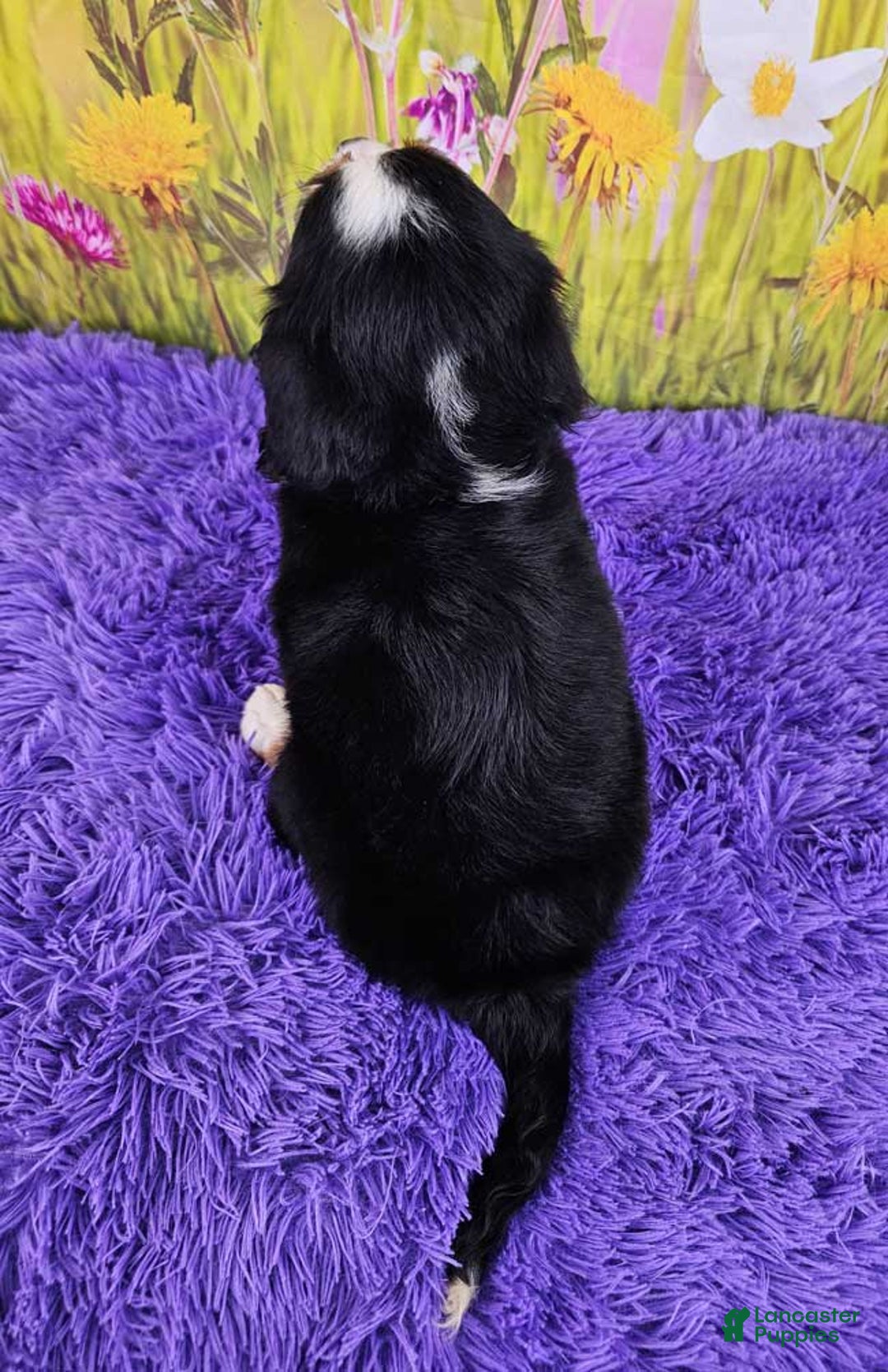 Miniature Bernese Mountain Dog dogs for sale: Arya - Image 1