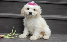Cockapoo dogs for sale: Scarlet - Image 9