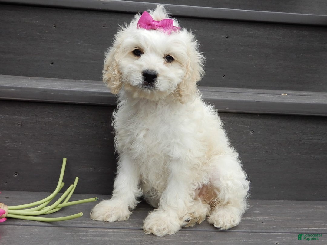 Cockapoo dogs for sale: Scarlet - Image 9