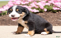 Greater Swiss Mountain Dog dogs for sale: Holly - Image 2
