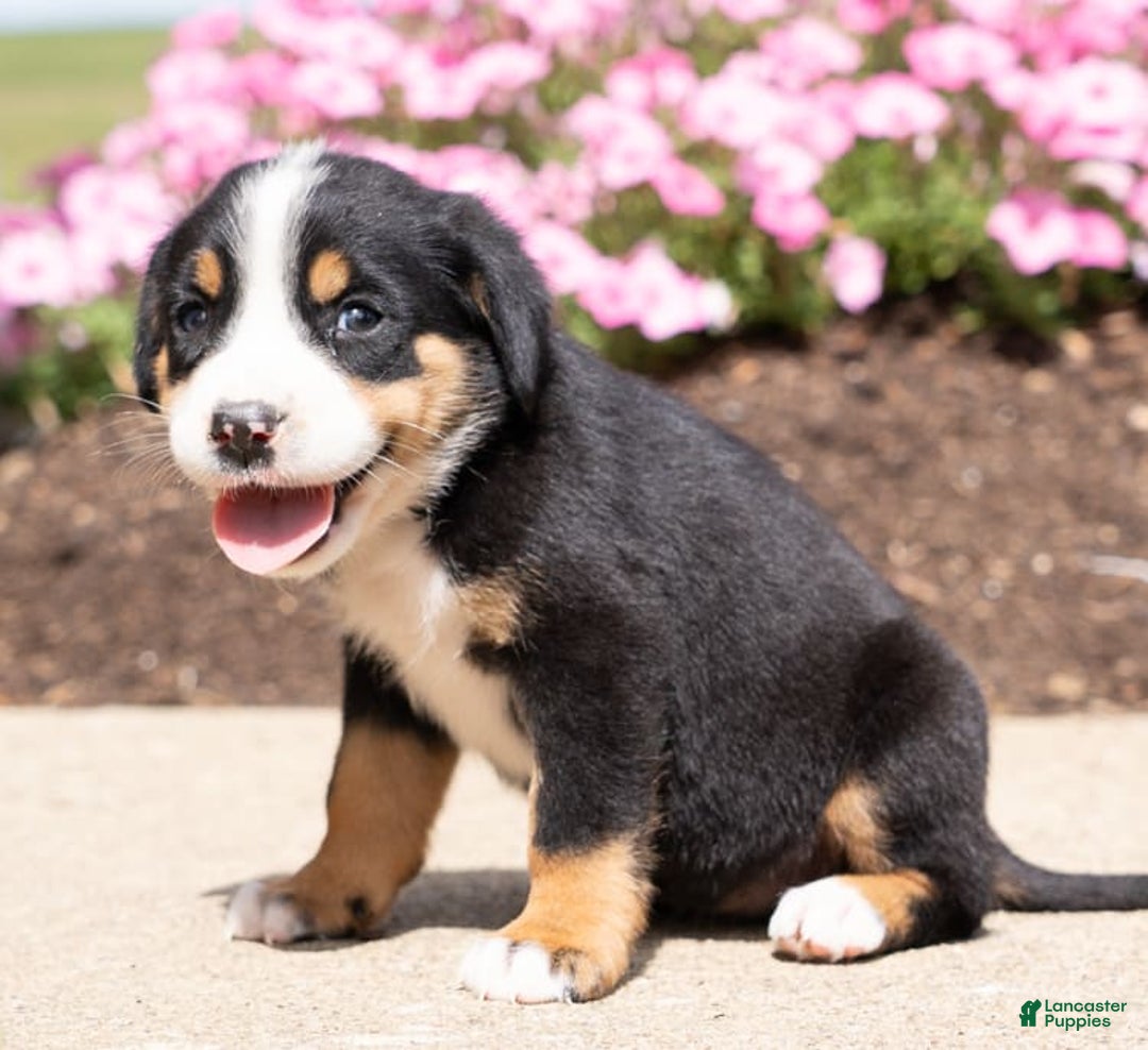 Greater Swiss Mountain Dog dogs for sale: Holly - Image 2