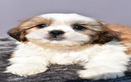 Shih Tzu dogs for sale: Udaysah - Image 5