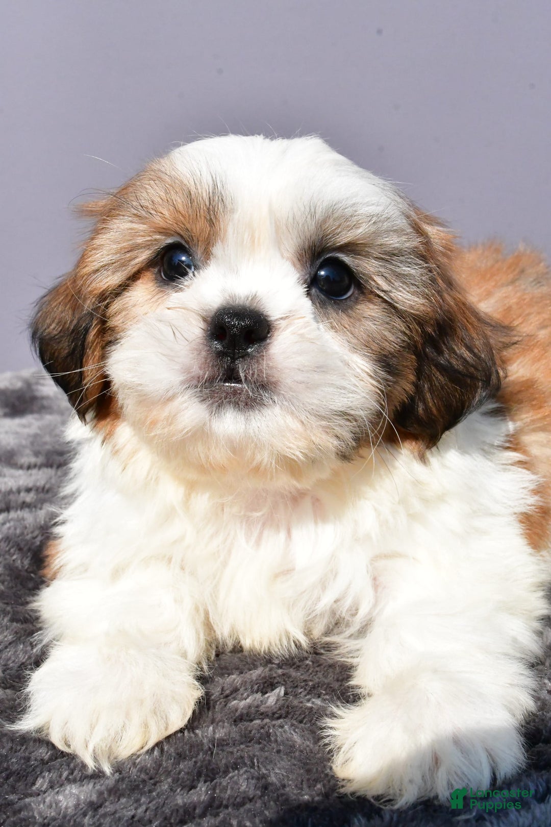 Shih Tzu dogs for sale: Udaysah - Image 5