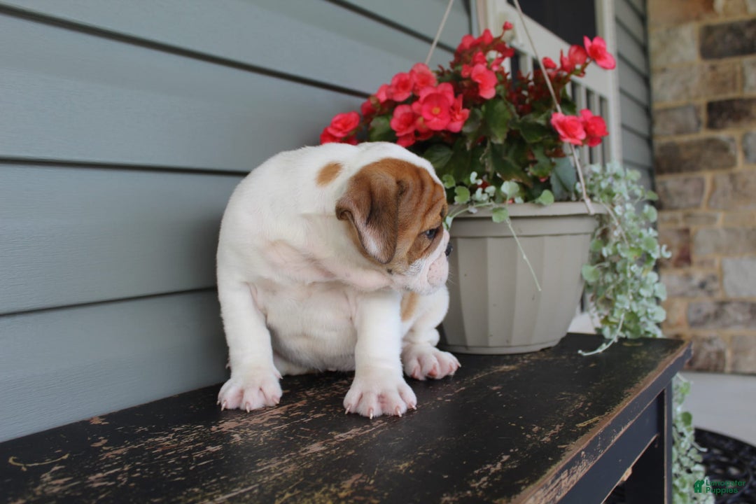 English Bulldog dogs for sale: Raspberry - Image 9