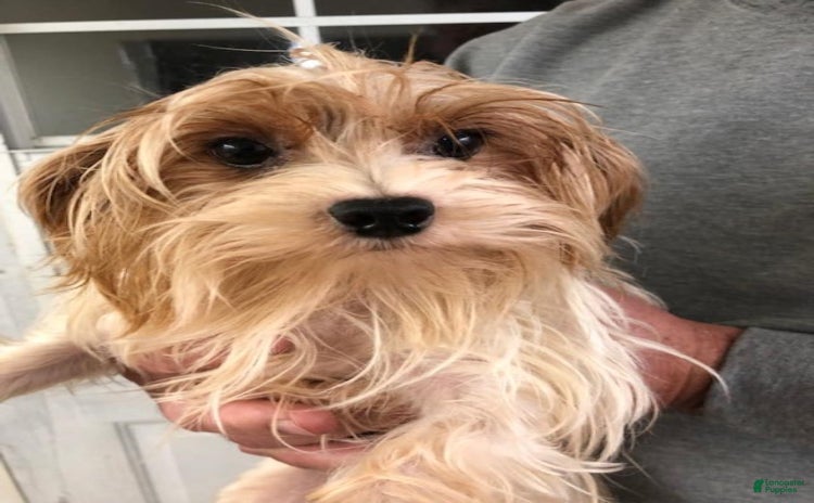 Yorkshire Terrier dogs for sale - Ad 2