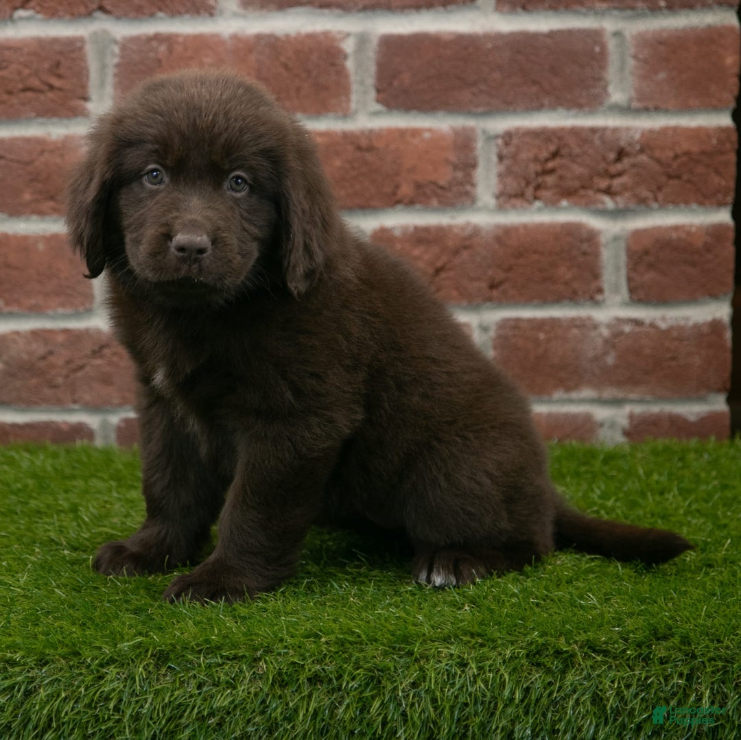 Newfoundland dogs for sale: Molly - Image 1