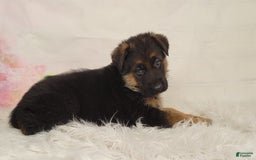 German Shepherd dogs for sale: Trex - Image 1
