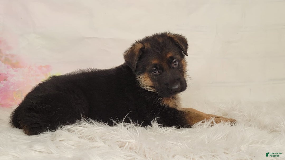 German Shepherd dogs for sale: Trex - Image 1