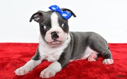 Frenchton dogs for sale: Blaze - Image 1