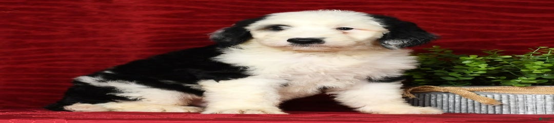 Roscoe