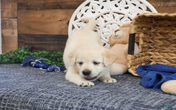 Labrador Retriever dogs for sale: Roman - Image 2