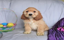 Cocker Spaniel dogs for sale: Huck - Image 3
