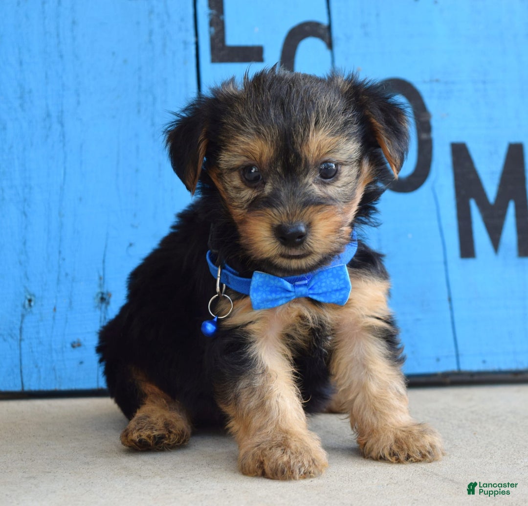 Yorkshire Terrier dogs for sale: Audi - Image 5