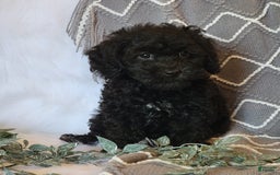 Cockapoo dogs for sale: Royal - Image 2