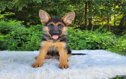 German Shepherd dogs for sale: Ulania - Image 1