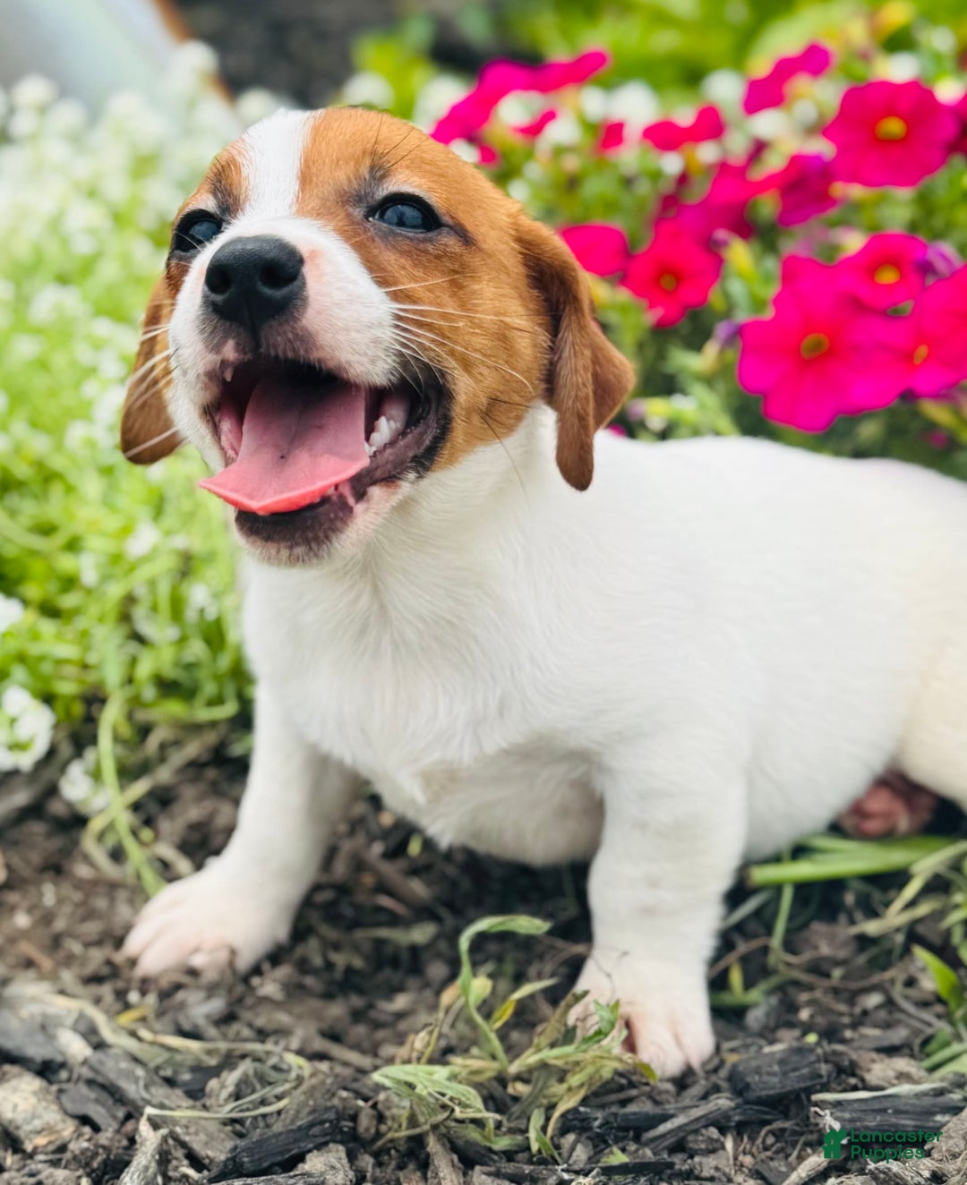 Jack Russell Terrier dogs for sale: Lippy - Image 4