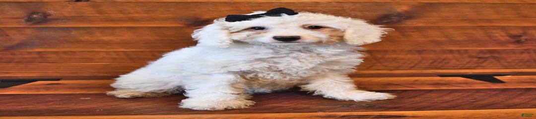 Marshmallow