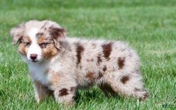 Australian Shepherd dogs for sale: Penny - Image 13