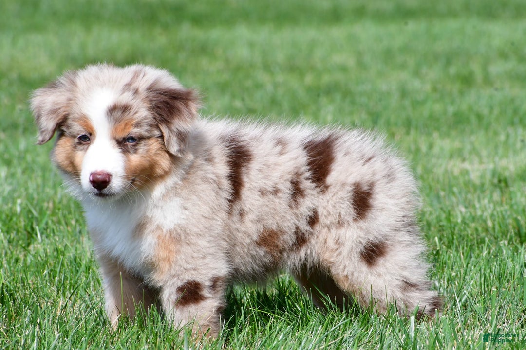 Australian Shepherd dogs for sale: Penny - Image 13
