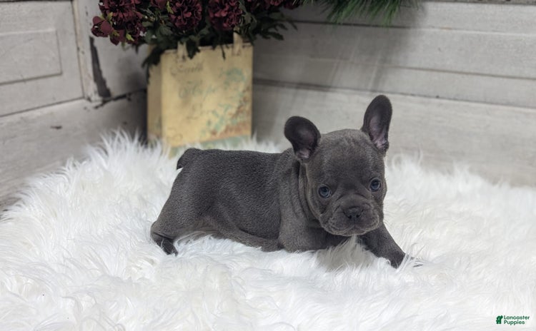 French Bulldog dogs for sale - Ad 1