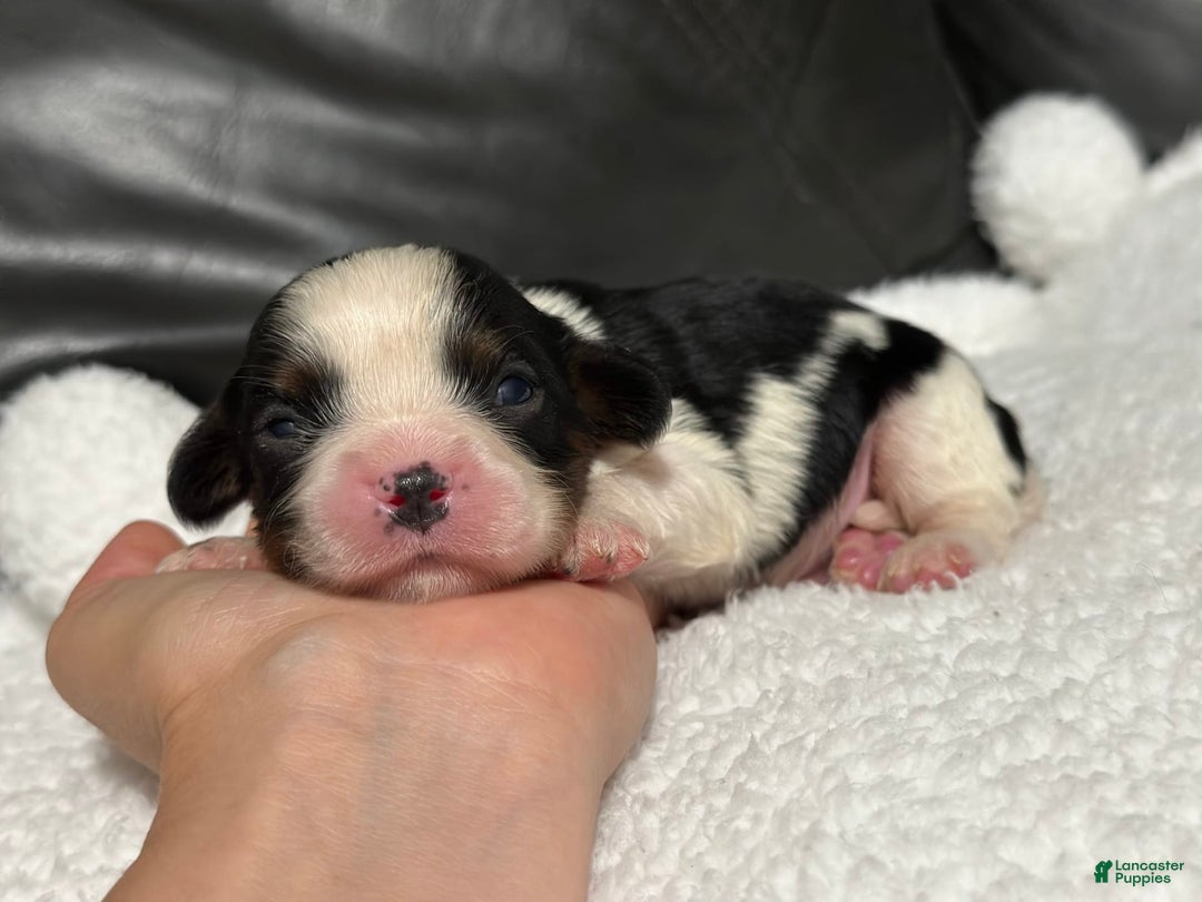 Cavalier King Charles Spaniel dogs for sale: Harlen - Image 2