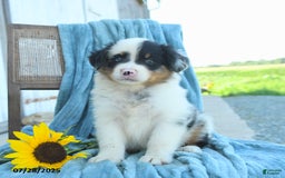 Australian Shepherd dogs for sale: Button - Image 3