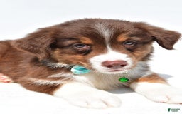 Australian Shepherd dogs for sale: Kody - Image 9