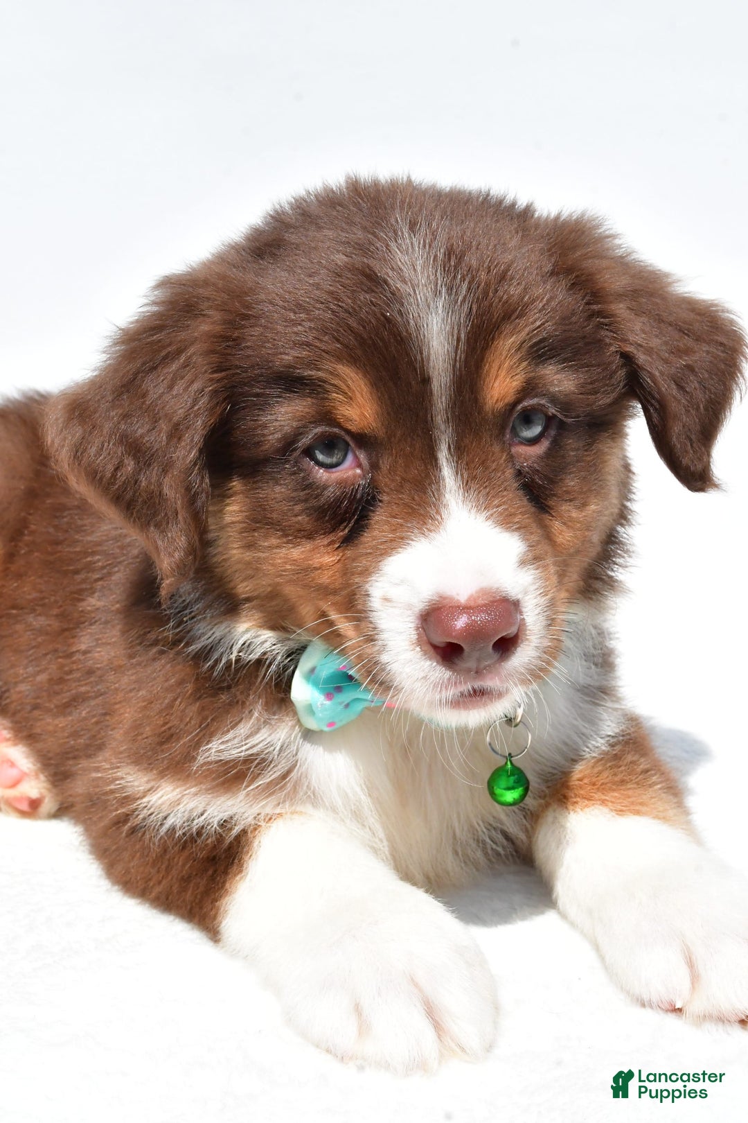 Australian Shepherd dogs for sale: Kody - Image 9