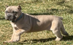 Cane Corso dogs for sale: Georgia - Image 5