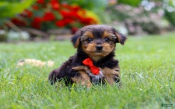Yorkshire Terrier dogs for sale: Frankie - Image 7