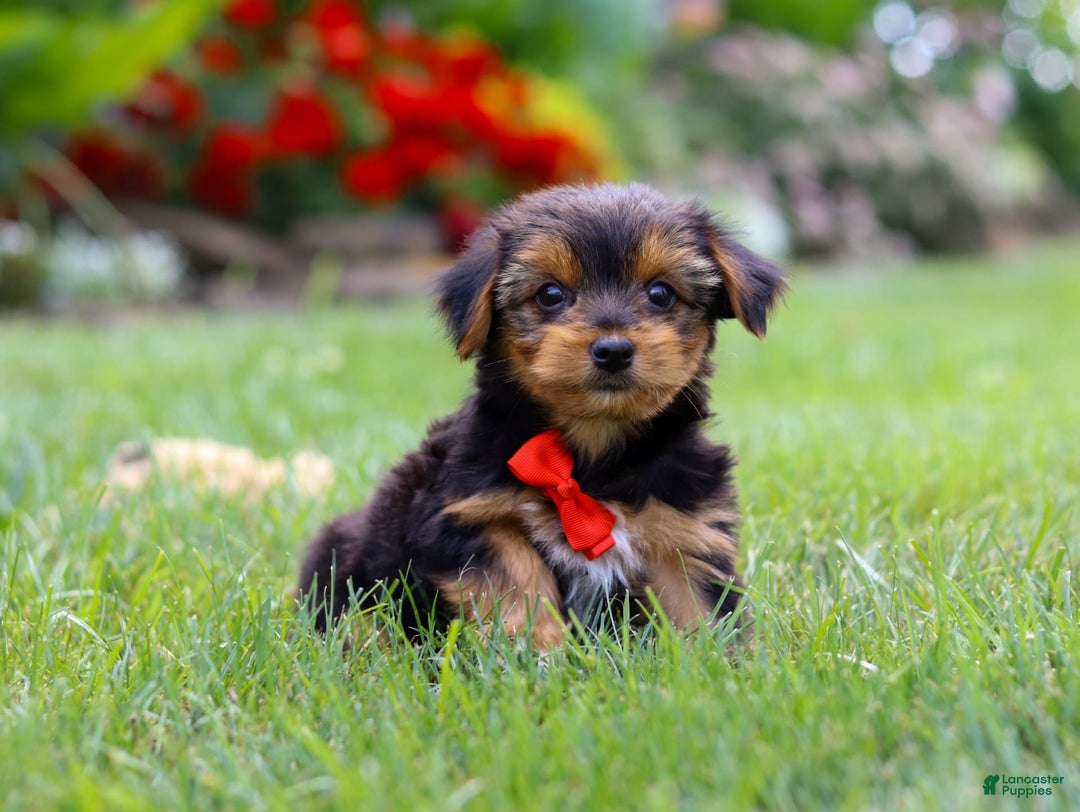 Yorkshire Terrier dogs for sale: Frankie - Image 7