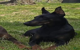 Doberman Pinscher dogs for sale: Bella - Image 3