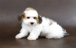 Yorkiepoo dogs for sale: Leo - Image 8
