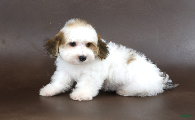Yorkiepoo dogs - Advert 33