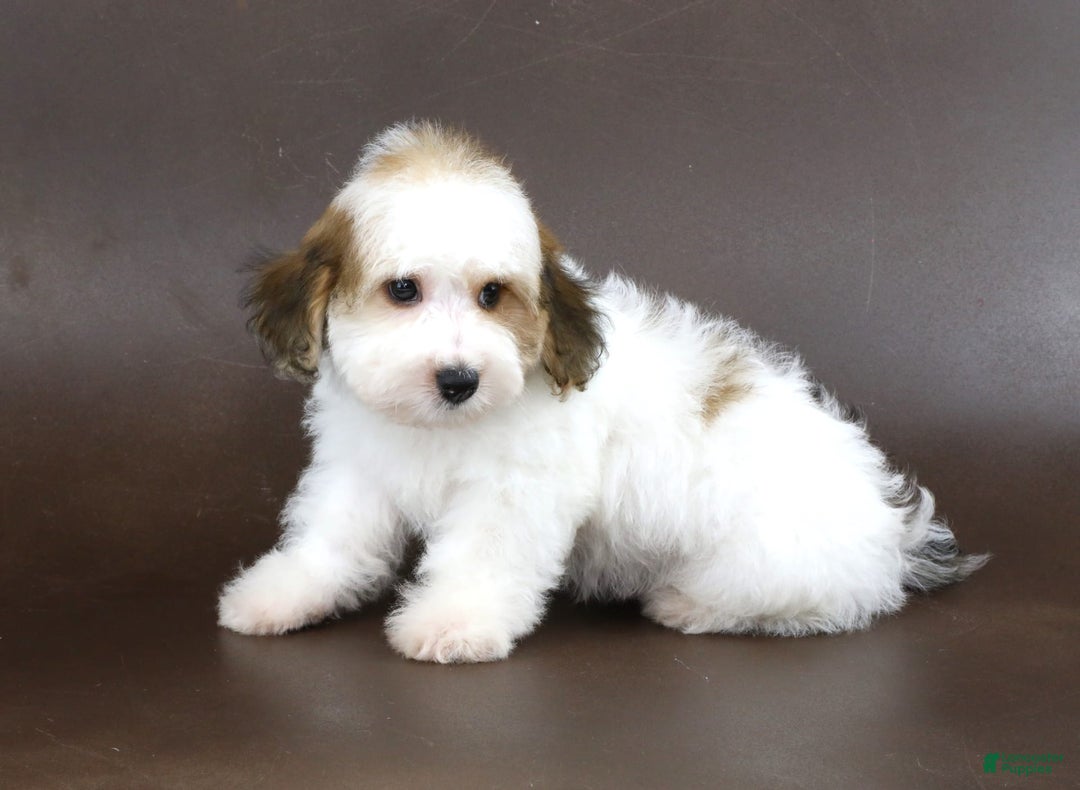Yorkiepoo dogs for sale: Leo - Image 8