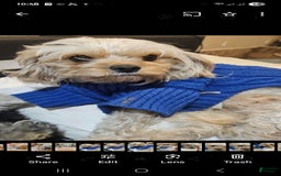 Cavapoo dogs for sale: Ella - Image 9