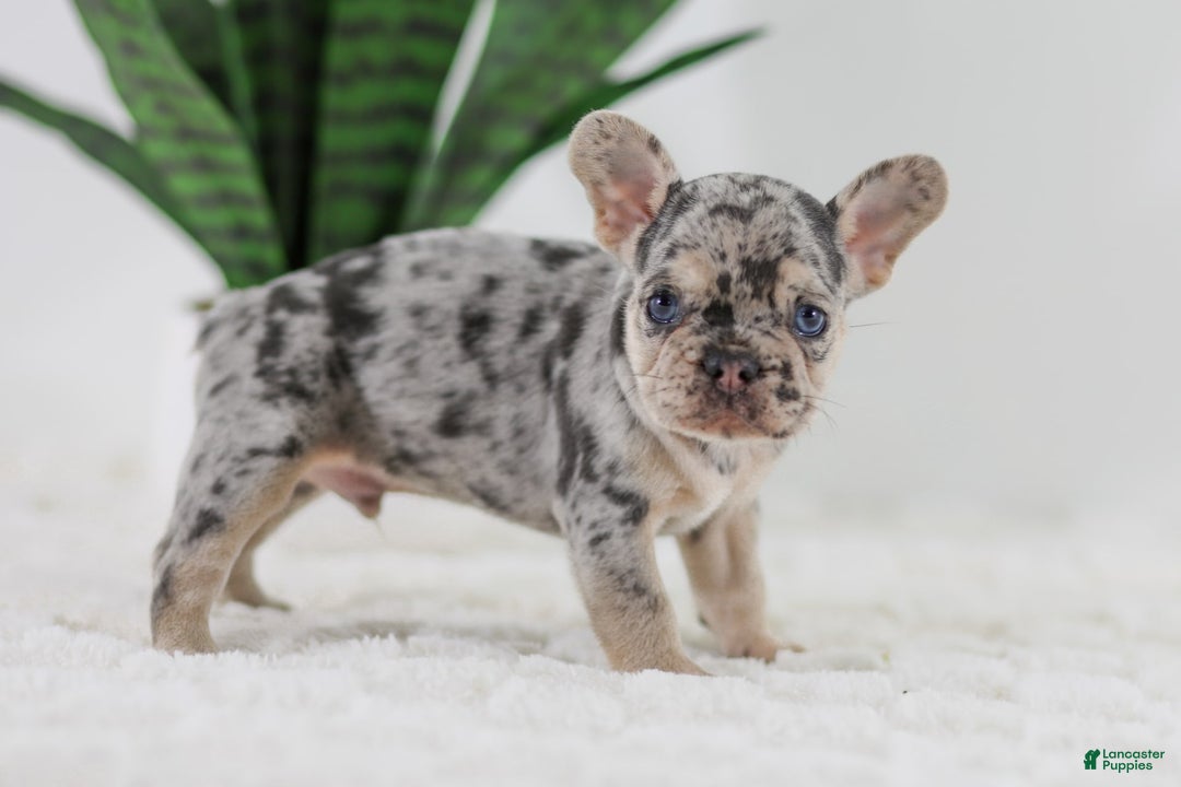 French Bulldog dogs for sale: Garth - Image 11