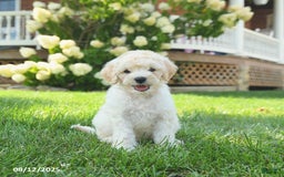 Mini Goldendoodle dogs for sale: Hickory - Image 1