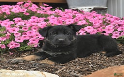 German Shepherd dogs for sale: Jupiter - Image 4