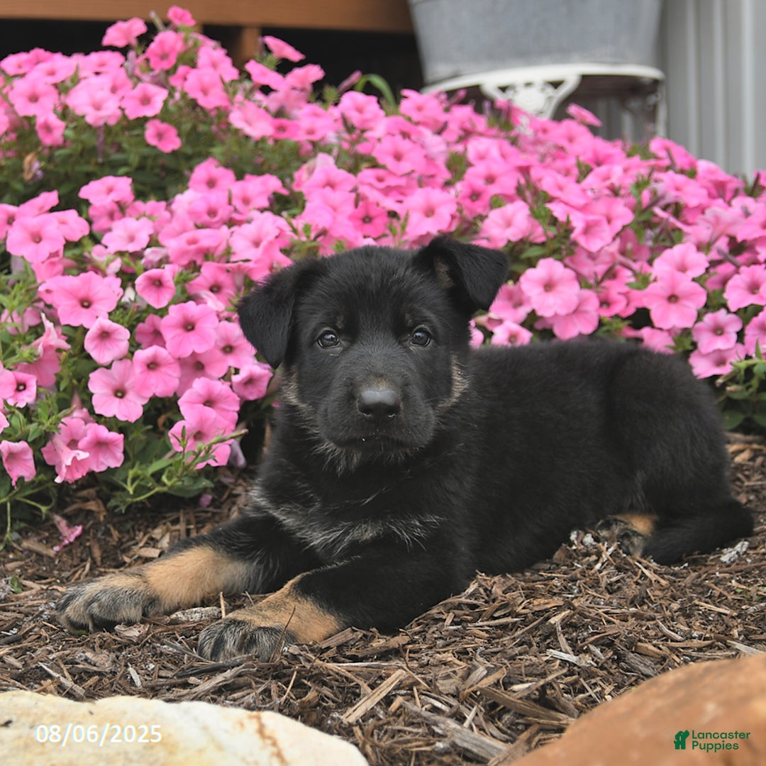 German Shepherd dogs for sale: Jupiter - Image 4