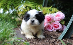 Shih Tzu dogs for sale: Anna - Image 8