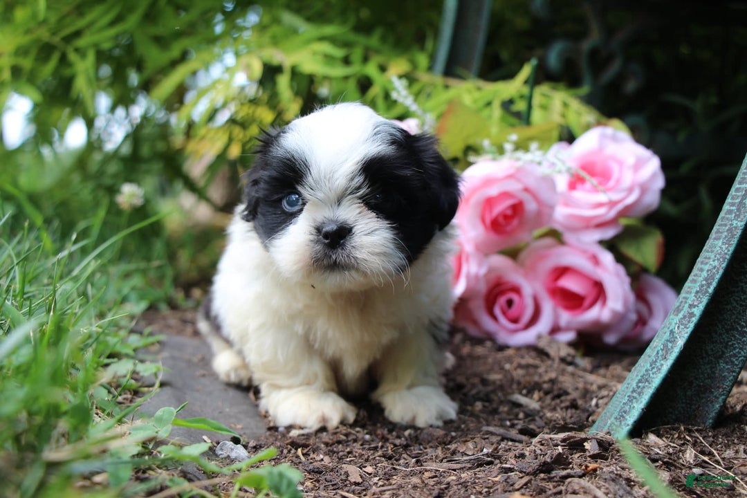 Shih Tzu dogs for sale: Anna - Image 8
